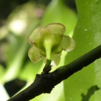 Euonymus walkeri Wight